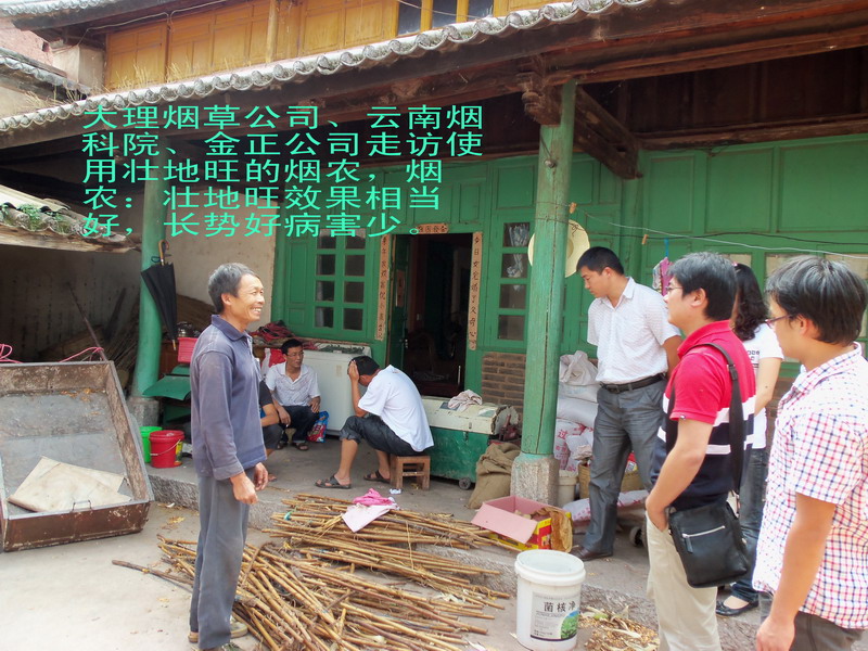 云南連作烤煙使用金正壯地旺重茬劑的效果，黑脛病、青枯病、病毒病等較少，品質(zhì)產(chǎn)量大幅提高